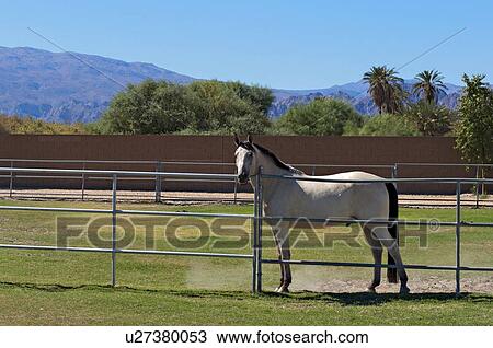 Horse confined in ranch View Large Photo Image Stock Image - Horse confined in ranch. Fotosearch
