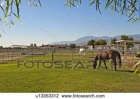 Horses grazing in private ranch View Large Photo Image Stock Image - Horses grazing in private ranch. Fotosearch