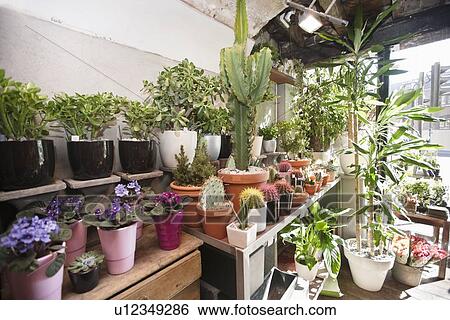 Huge varieties of flower in florist shop View Large Photo Image Stock Photograph - Huge varieties of flower in florist shop. Fotosearch
