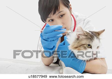Stock Photo - Asian female veterinarian cleaning cat's ear with cotton swab against gray background. Fotosearch