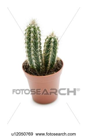 Stock Photo - Cactus plant against white background. Fotosearch