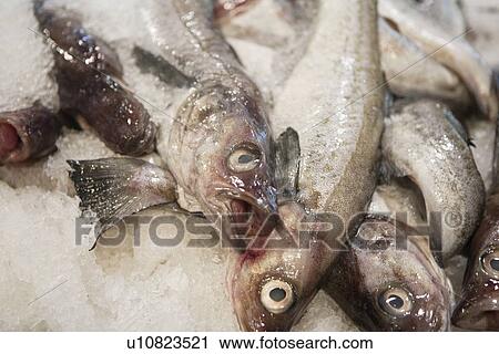 Close-up of fish in ice View Large Photo Image Stock Image - Close-up of fish in ice. Fotosearch