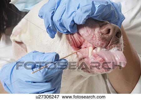Stock Photo - Close-up of vet cleaning dog's teeth. Fotosearch