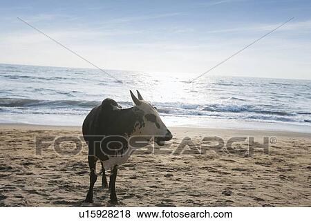 Stock Photo - Cow standing on Vagator Beach, Goa, India. Fotosearch