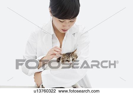 Female veterinarian holding cat against gray background View Large Photo Image Stock Image - Female veterinarian holding cat against gray background. Fotosearch