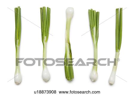 Stock Photo - Fresh spring onions arranged over white background. Fotosearch
