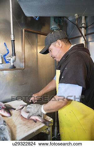 Mature male fishmonger cutting fish on table View Large Photo Image Picture - Mature male fishmonger cutting fish on table. Fotosearch