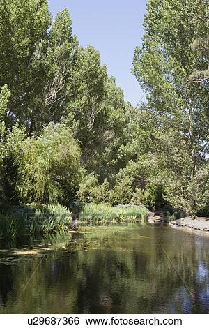 Stock Photograph - Peaceful scene of lake and trees. Fotosearch