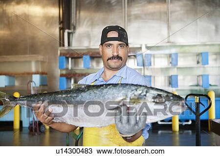 Portrait of mature fishmonger holding salmon fish View Large Photo Image Stock Image - Portrait of mature fishmonger holding salmon fish. Fotosearch