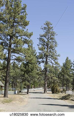 View of country lane and trees against clear blue sky View Large Photo Image Stock Image - View of country lane and trees against clear blue sky. Fotosearch