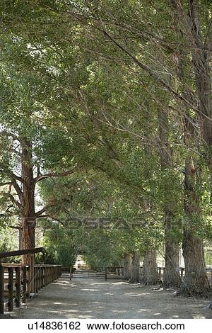 Stock Image - View of narrow and quite lane amid trees. Fotosearch