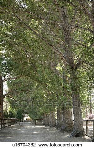 Stock Image - View of narrow country lane amid trees. Fotosearch