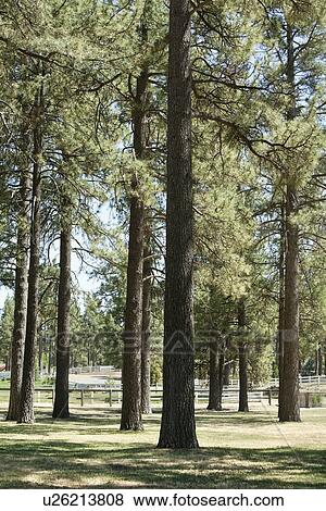 Stock Photo - View of trees in open landscape. Fotosearch
