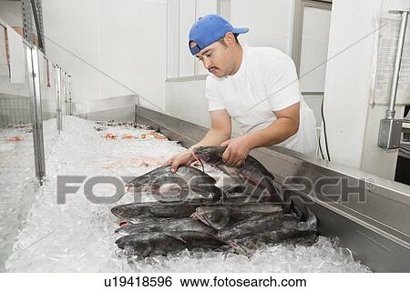 Young fishmonger arranging fish in ice at fish market View Large Photo Image Stock Photograph - Young fishmonger arranging fish in ice at fish market. Fotosearch