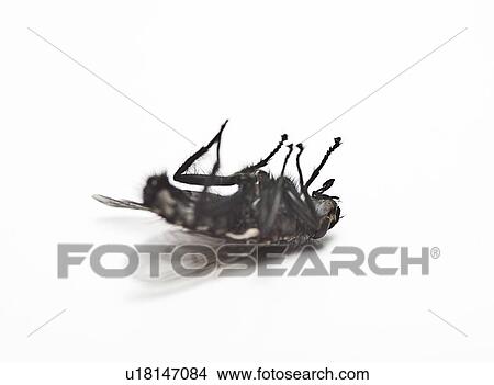 Picture - Dead housefly lying over white background. Fotosearch
