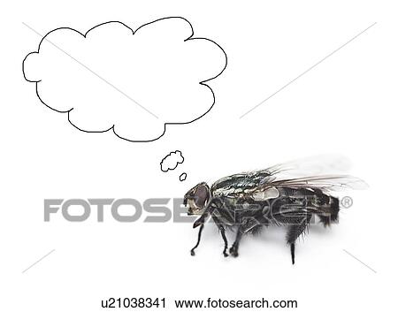 Stock Image - House fly with speech bubbles over white background. Fotosearch