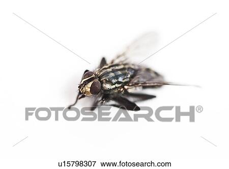 Stock Photo - Housefly against white background. Fotosearch