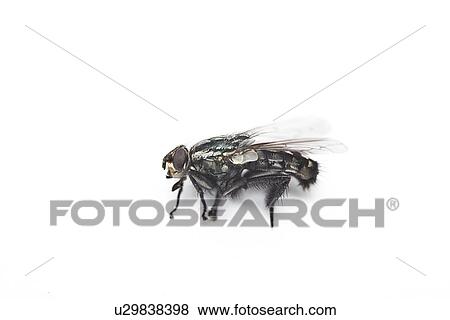 Housefly against white background View Large Photo Image Stock Photo - Housefly against white background. Fotosearch