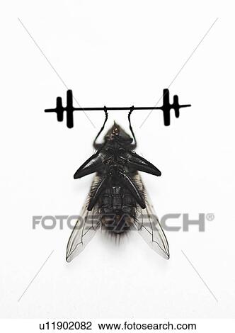 Housefly lifting dumbbell over white background View Large Photo Image Stock Image - Housefly lifting dumbbell over white background. Fotosearch