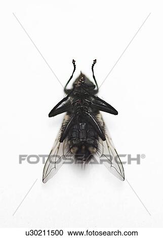 Housefly over white background View Large Photo Image Stock Image - Housefly over white background. Fotosearch