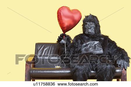 Young man dressed in gorilla costume holding heart shaped balloon sitting on sofa over colored background View Large Photo Image Stock Photograph - Young man dressed in gorilla costume holding heart shaped balloon sitting on sofa over colored background. Fotosearch