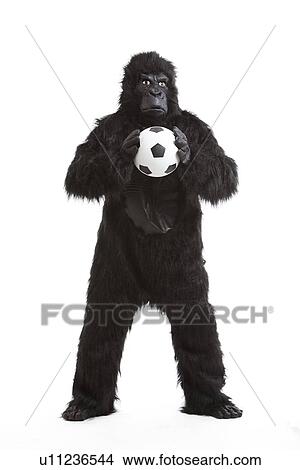 Young man in gorilla costume holding soccer ball against white background View Large Photo Image Picture - Young man in gorilla costume holding soccer ball against white background. Fotosearch