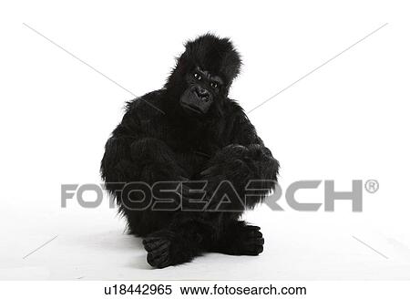 Young man in gorilla costume sitting on floor over white background View Large Photo Image Stock Photography - Young man in gorilla costume sitting on floor over white background. Fotosearch