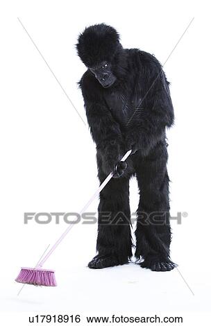 Young man in gorilla costume sweeping the floor over white background View Large Photo Image Stock Photograph - Young man in gorilla costume sweeping the floor over white background. Fotosearch