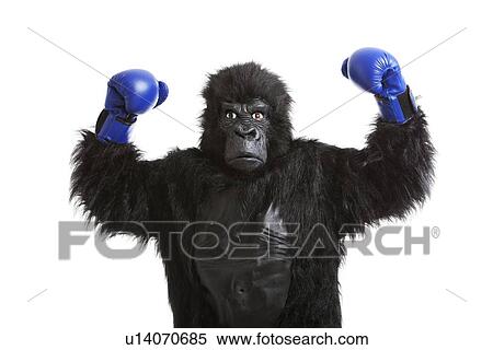 Stock Photography - Young man in gorilla costume wearing boxing gloves against white background. Fotosearch