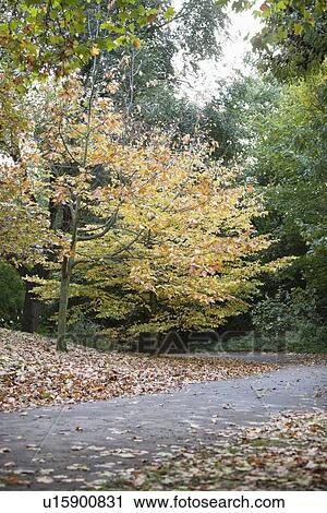 Stock Image - Fall color along country road. Fotosearch