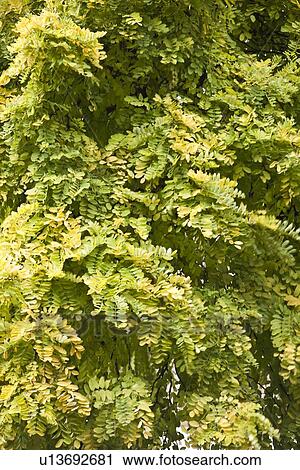 Stock Image - Full frame shot of trees. Fotosearch