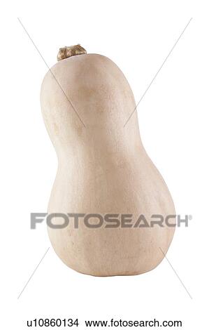 Picture - Butternut pumpkin over white background. Fotosearch