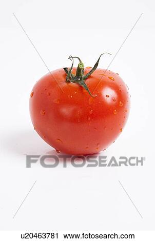 Close-up of fresh red tomato with water droplets over white background View Large Photo Image Stock Image - Close-up of fresh red tomato with water droplets over white background. Fotosearch