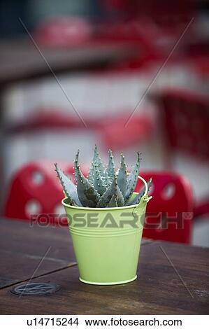 Close-up of succulent plant on wooden table View Large Photo Image Picture - Close-up of succulent plant on wooden table. Fotosearch