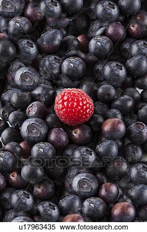 Detail shot of blueberries and raspberry View Large Photo Image Stock Photography - Detail shot of blueberries and raspberry. Fotosearch