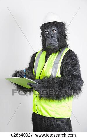Young male engineer in gorilla costume and safety wear against white background View Large Photo Image Stock Photo - Young male engineer in gorilla costume and safety wear against white background. Fotosearch
