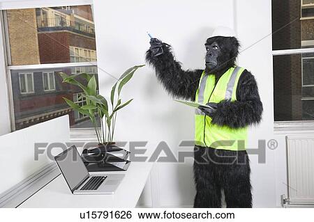 Young male engineer in gorilla costume and safety wear pointing towards window View Large Photo Image Stock Photograph - Young male engineer in gorilla costume and safety wear pointing towards window. Fotosearch