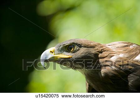 The Golden Eagle Aquila Chrysaetos One Of The Largest