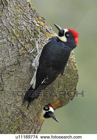 対 の ドングリのキツツキ Melanerpes Formicivorus 準備 巣 穴 中に オーク ツリー において アンダーソン 川 公園 カリフォルニア ピクチャー U Fotosearch