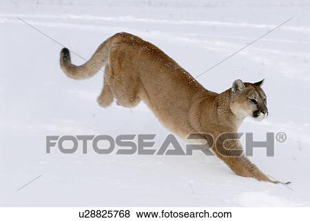 美洲獅 Puma Concolor 跑 透過 雪 明尼蘇達 美國影像 U Fotosearch