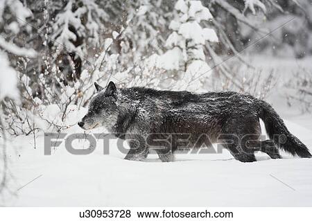 野生 灰色の オオカミ Canis Lupus 中に カナダのロッキーズ 歩くこと 中に 海原 雪 の間 A 冬 吹雪 西部の カナダ 写真館 イメージ館 U Fotosearch