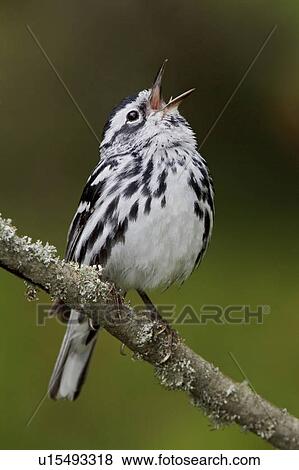 A 白黒 さえずり鳥 Mniotilta Varia とまった ブランチの上に において Carden Alvar 中に オンタリオ Canada 写真館 イメージ館 U Fotosearch