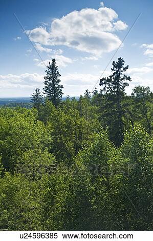 Vue Depuis Baldy Montagne Les Plus Haut Point Dans Manitoba Canard Montagne Parc Provincial Manitoba Canada Banques De Photographies