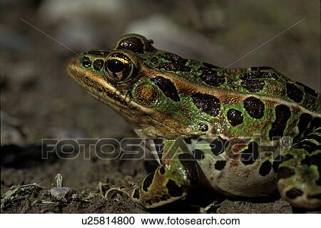ضفدع النمر شمالي Rana Pipiens أونتاريو كندا ألبوم الصور U25814800 Fotosearch