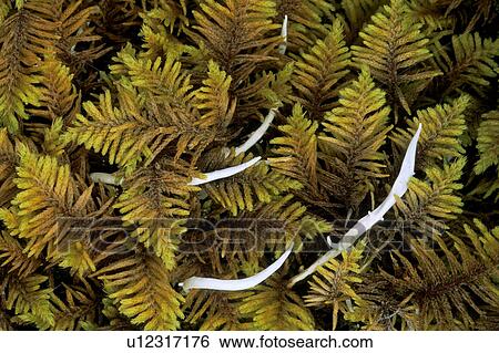 Fungus stalks amid a bed of feather moss, northern Yukon, Arctic Canada ...