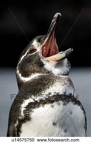 Galapagos Penguin Spheniscus Mendiculus Yawning And Revealing The Spicules In Its Mouth And Throat James Island Galapagos Islands Ecuador Stock Image U Fotosearch