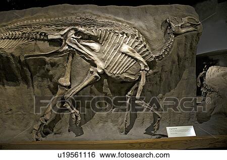 Gryposaurus notabilis. Cretaceous period, Dinosaur Provincial Park ...