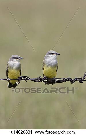 غربي ملك العصافير عصفور أمريكي tyrannus verticalis fledglings على مقربة من pawnee قومي أرض معشوشبة colorado ألبوم الصور u14626881 fotosearch غربي ملك العصافير عصفور أمريكي tyrannus verticalis fledglings على مقربة من pawnee قومي أرض معشوشبة colorado ألبوم الصور u14626881 fotosearch