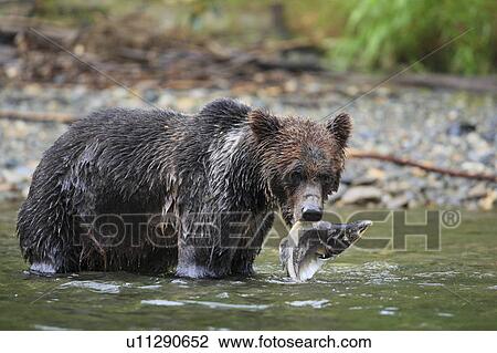 グリズリー 供給 上に ピンクのサケ 中に Glendale の入江 騎士 入口 偉人 熊 Rainforest 上に ブリティッシュコロンビア 西海岸 中に カナダ ストックイメージ U Fotosearch