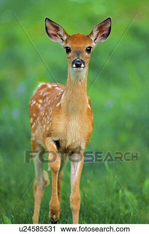 正面図 の A Whitetail 鹿 子鹿 Odocoileus Virginianus ストックイメージ U Fotosearch